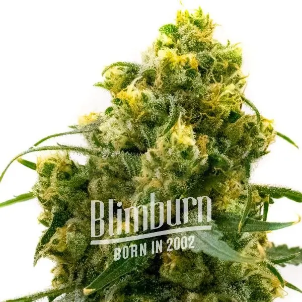 24k Gold เมล็ดพันธุ์กัญชา โฟโต้ เพศเมีย ค่าย Blimburnseeds