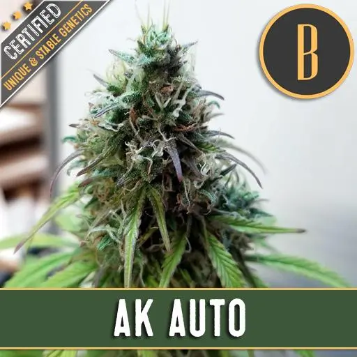 เมล็ดพันธุ์กัญชา https://blimburnseeds.com/wp-content/uploads/2021/04/AKAUTOPLANT1-5.webp