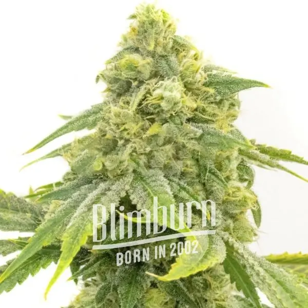 Alien OG เมล็ดพันธุ์กัญชา โฟโต้ เพศเมีย ค่าย Blimburnseeds