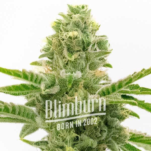 Grease Monkey เมล็ดพันธุ์กัญชา โฟโต้ เพศเมีย ค่าย Blimburnseeds