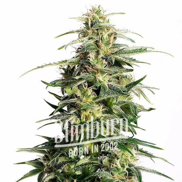 เมล็ดพันธุ์กัญชา https://blimburnseeds.com/wp-content/uploads/2022/03/Auto-CBD-White-Widow.jpg