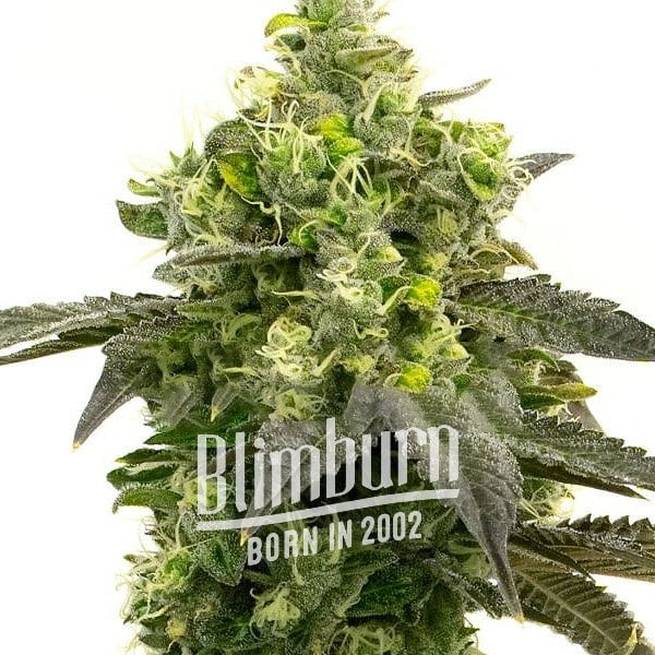 เมล็ดพันธุ์กัญชา https://blimburnseeds.com/wp-content/uploads/2021/11/Auto_CBD_Haze.jpg