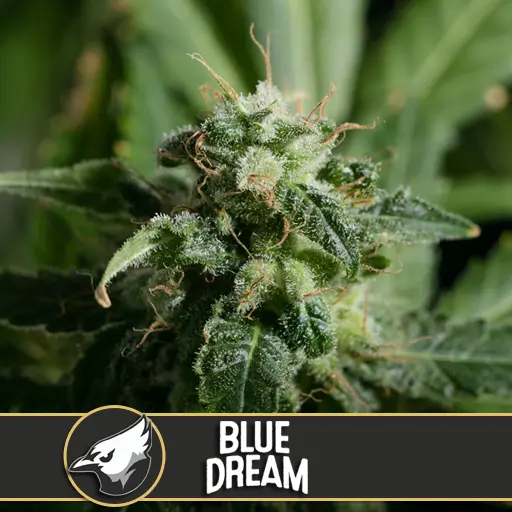 Blue Dream เมล็ดพันธุ์กัญชา โฟโต้ เพศเมีย ค่าย Blimburnseeds