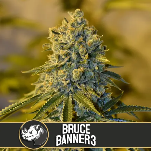 Bruce Banner #3 เมล็ดพันธุ์กัญชา โฟโต้ เพศเมีย ค่าย Blimburnseeds