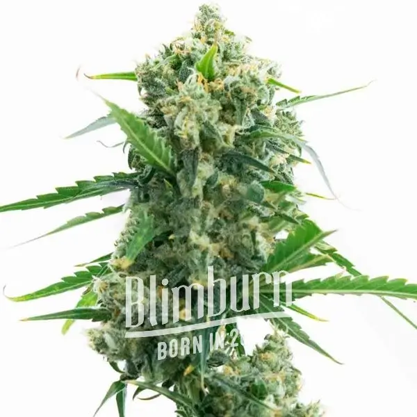 เมล็ดพันธุ์กัญชา https://blimburnseeds.com/wp-content/uploads/2021/11/Banana_Kush_AUTO.webp