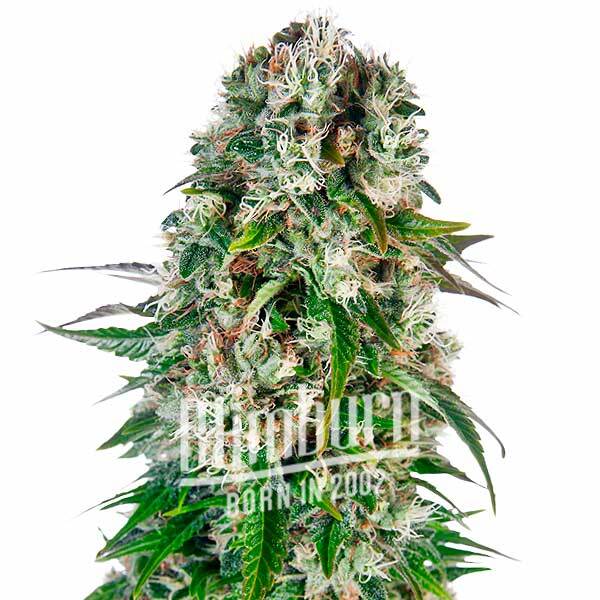 เมล็ดพันธุ์กัญชา https://blimburnseeds.com/wp-content/uploads/2022/06/Big-Bud-Auto.jpg