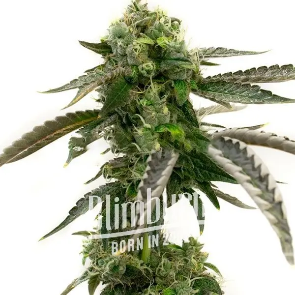 เมล็ดพันธุ์กัญชา https://blimburnseeds.com/wp-content/uploads/2021/11/Big_Devil_AUTO.webp