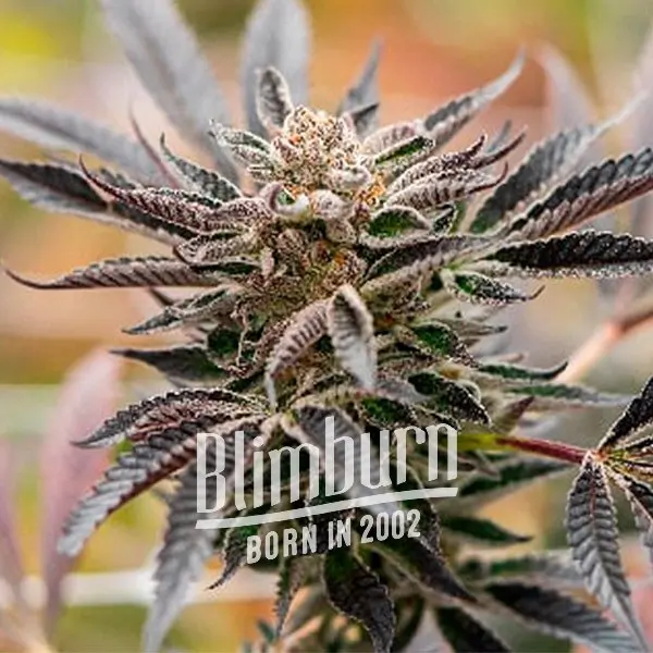 เมล็ดพันธุ์กัญชา https://blimburnseeds.com/wp-content/uploads/2021/11/Blue_Amnesia_AUTO.webp