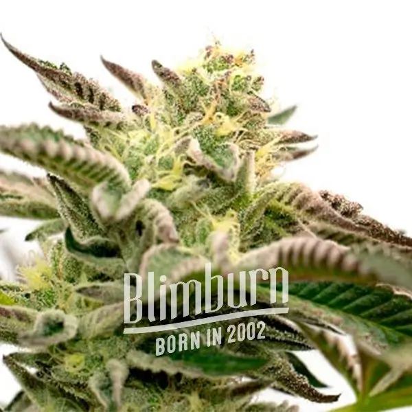 เมล็ดพันธุ์กัญชา https://blimburnseeds.com/wp-content/uploads/2021/11/Blueberry_x_Big_Bud_AUTO.webp