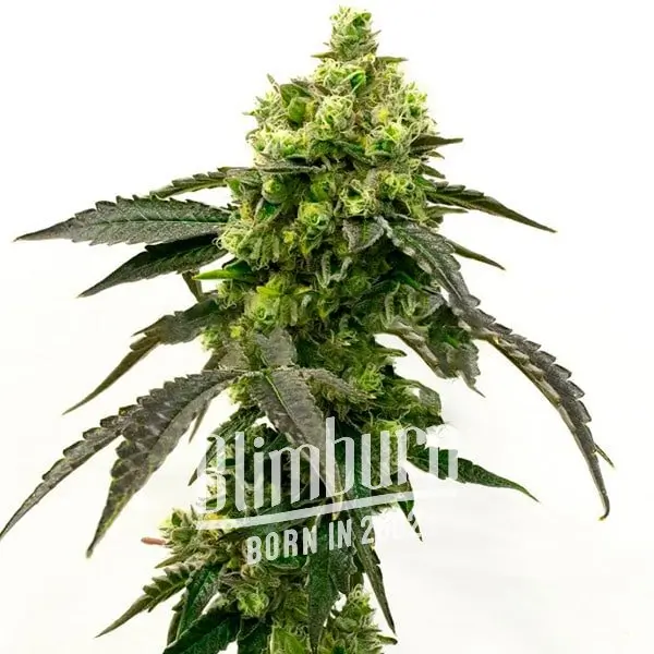 เมล็ดพันธุ์กัญชา https://blimburnseeds.com/wp-content/uploads/2021/11/Blueberry_x_Cream_Cheese_AUTO.webp