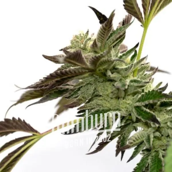 เมล็ดพันธุ์กัญชา https://blimburnseeds.com/wp-content/uploads/2021/11/Blueberry_x_Jack_Herer_AUTO.webp