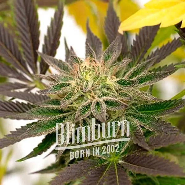 เมล็ดพันธุ์กัญชา https://blimburnseeds.com/wp-content/uploads/2021/11/Blueberry_x_Mazar_AUTO.webp