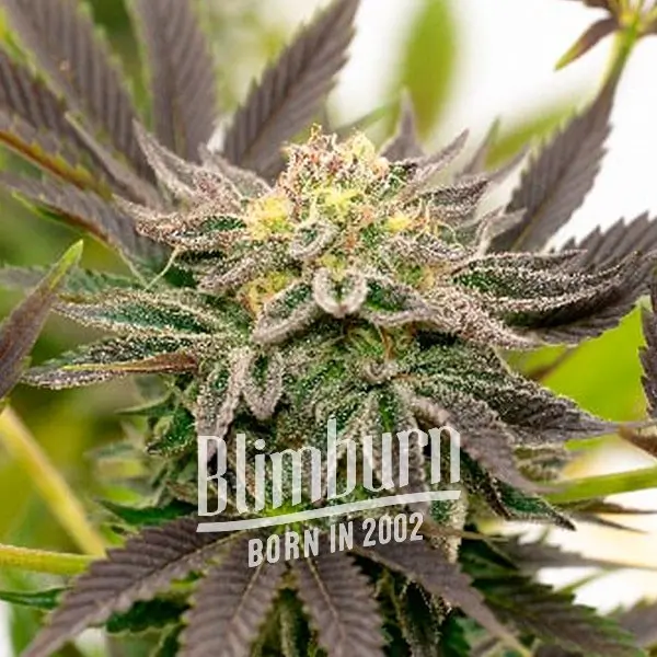 เมล็ดพันธุ์กัญชา https://blimburnseeds.com/wp-content/uploads/2021/11/Bubba_Kush_AUTO.webp