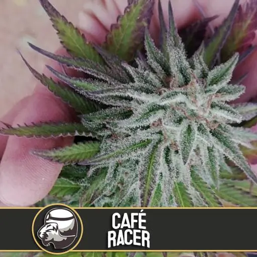 Cafe Racer เมล็ดพันธุ์กัญชา โฟโต้ เพศเมีย ค่าย Blimburnseeds