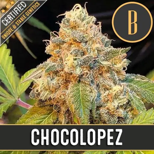 Chocolopez เมล็ดพันธุ์กัญชา โฟโต้ เพศเมีย ค่าย Blimburnseeds