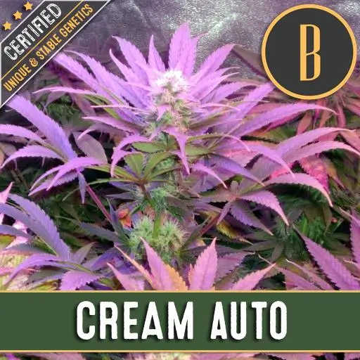 เมล็ดพันธุ์กัญชา https://blimburnseeds.com/wp-content/uploads/2021/04/CREAMAUTOMATICPLANT.webp