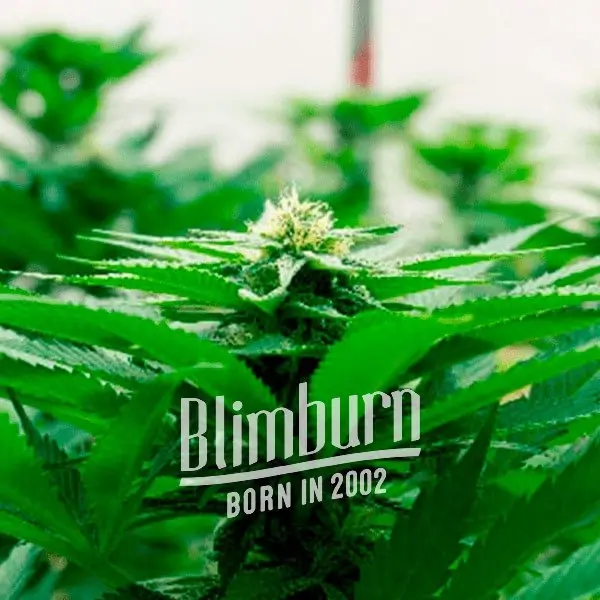 California Dream เมล็ดพันธุ์กัญชา โฟโต้ เพศเมีย ค่าย Blimburnseeds