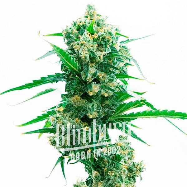 เมล็ดพันธุ์กัญชา https://blimburnseeds.com/wp-content/uploads/2021/11/California_Orange_x_Skunk.jpg