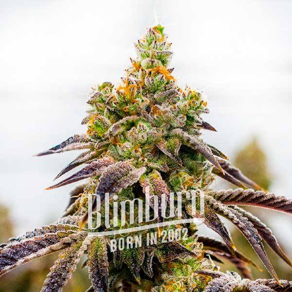 เมล็ดพันธุ์กัญชา https://blimburnseeds.com/wp-content/uploads/2022/02/Candy-Kush-x-Do-Si-Dos.jpg