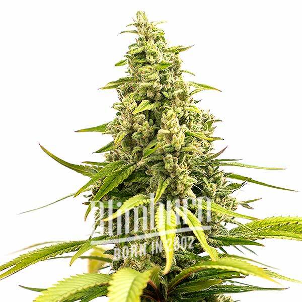 เมล็ดพันธุ์กัญชา https://blimburnseeds.com/wp-content/uploads/2022/06/Critical-Cream-Caramel-Auto.jpg