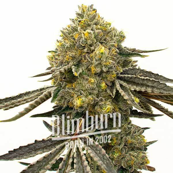 เมล็ดพันธุ์กัญชา https://blimburnseeds.com/wp-content/uploads/2022/06/Critical-x-Fast-Bud-Auto.jpg