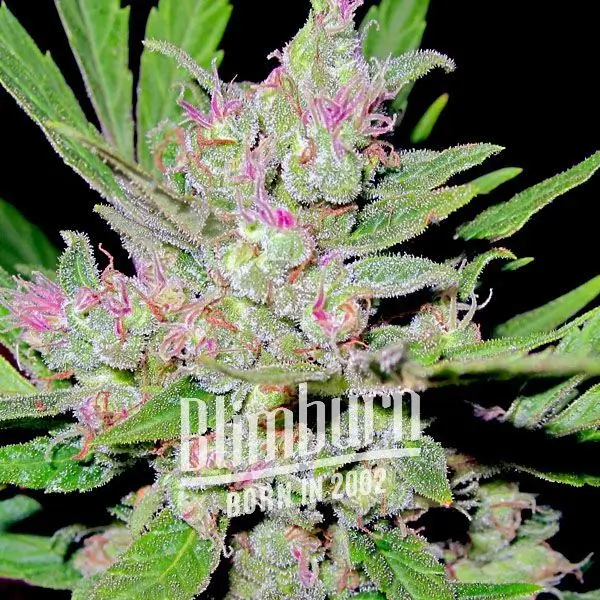 เมล็ดพันธุ์กัญชา https://blimburnseeds.com/wp-content/uploads/2021/11/Critical_Mass_AUTO.webp