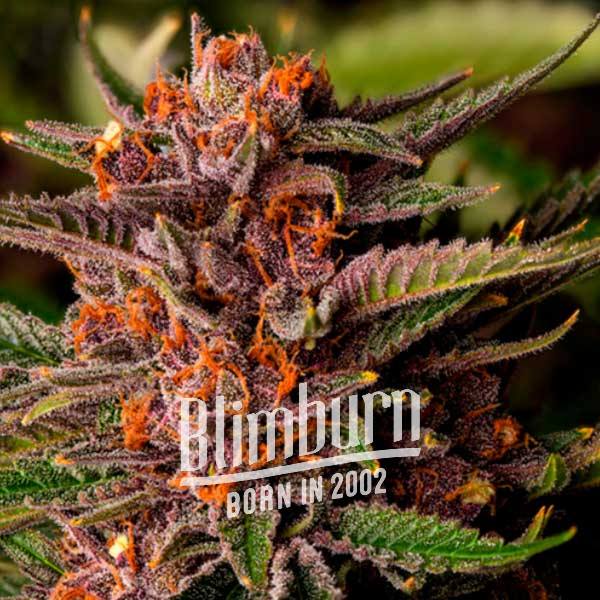 Forbiddent Fruit เมล็ดพันธุ์กัญชา โฟโต้ เพศเมีย ค่าย Blimburnseeds