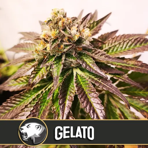 Gelato เมล็ดพันธุ์กัญชา โฟโต้ เพศเมีย ค่าย Blimburnseeds