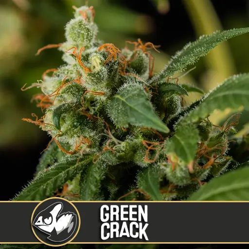 Green Crack เมล็ดพันธุ์กัญชา โฟโต้ เพศเมีย ค่าย Blimburnseeds