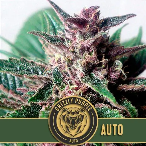 เมล็ดพันธุ์กัญชา https://blimburnseeds.com/wp-content/uploads/2021/04/GRIZZLYPURPLEAUTOPLANT1-3.webp