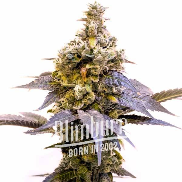 Girl Scout Cookies x Chemdog เมล็ดพันธุ์กัญชา โฟโต้ เพศเมีย ค่าย Blimburnseeds