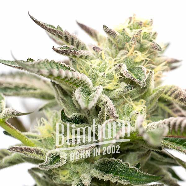 เมล็ดพันธุ์กัญชา https://blimburnseeds.com/wp-content/uploads/2022/02/Gorilla-Sherbet-.jpg