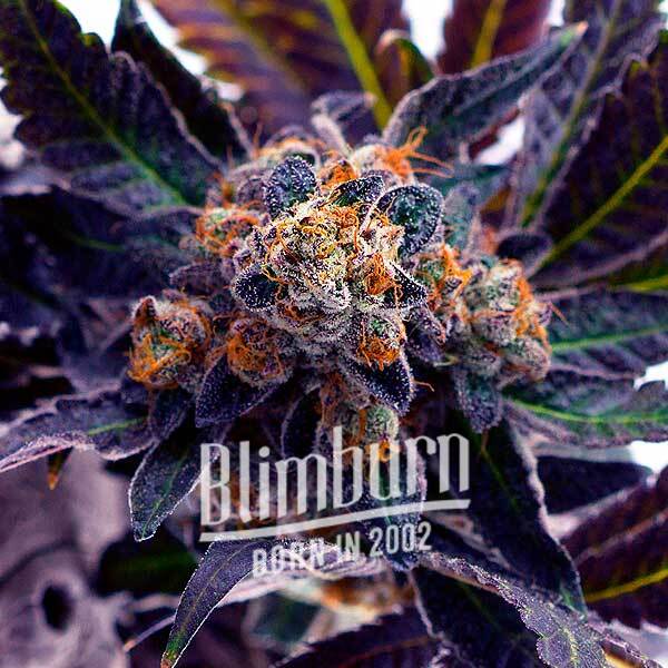 Grandaddy Purple x Do-Si-Dos เมล็ดพันธุ์กัญชา โฟโต้ เพศเมีย ค่าย Blimburnseeds