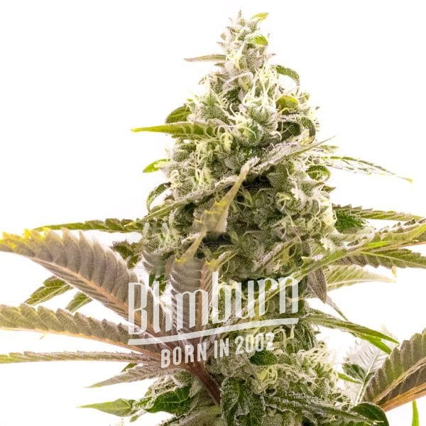 เมล็ดพันธุ์กัญชา https://blimburnseeds.com/wp-content/uploads/2021/11/Jack_Herer.jpg