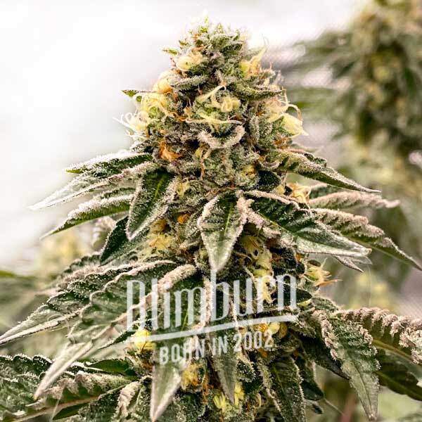 Kush Mints เมล็ดพันธุ์กัญชา โฟโต้ เพศเมีย ค่าย Blimburnseeds