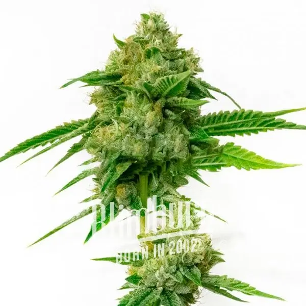 เมล็ดพันธุ์กัญชา https://blimburnseeds.com/wp-content/uploads/2021/11/Kush_XL_AUTO.webp