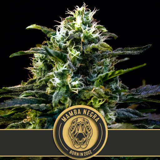 Mamba Negra เมล็ดพันธุ์กัญชา โฟโต้ เพศเมีย ค่าย Blimburnseeds