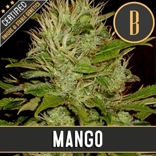 Mango เมล็ดพันธุ์กัญชา โฟโต้ เพศเมีย ค่าย Blimburnseeds