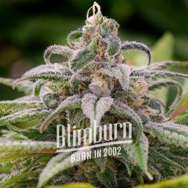 Maui Waui เมล็ดพันธุ์กัญชา โฟโต้ เพศเมีย ค่าย Blimburnseeds