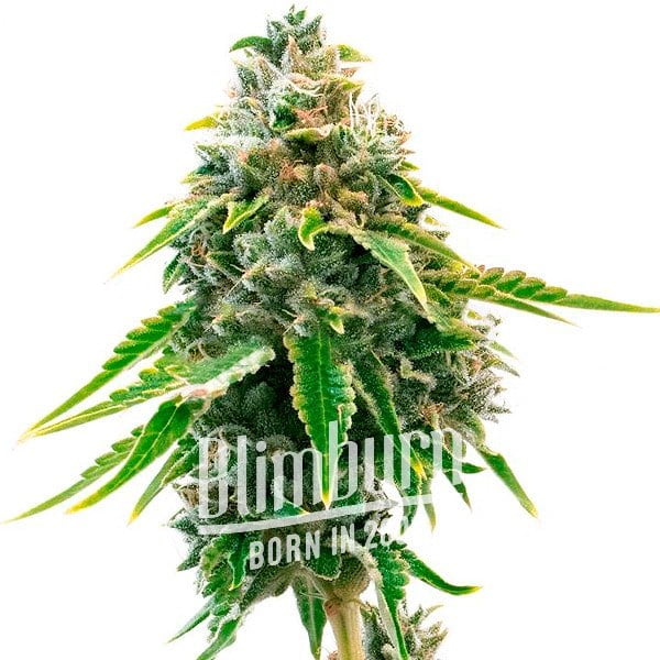 เมล็ดพันธุ์กัญชา https://blimburnseeds.com/wp-content/uploads/2021/11/Nevilles_Haze.jpg