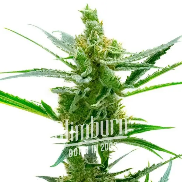 เมล็ดพันธุ์กัญชา https://blimburnseeds.com/wp-content/uploads/2021/11/Northern_Lights_x_Blueberry_AUTO.webp