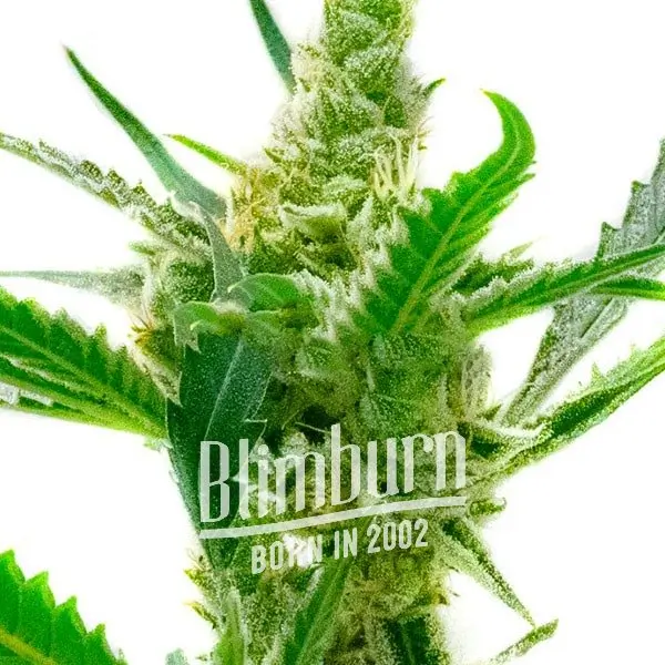 เมล็ดพันธุ์กัญชา https://blimburnseeds.com/wp-content/uploads/2021/11/Northern_Lights_x_Cream_AUTO.webp