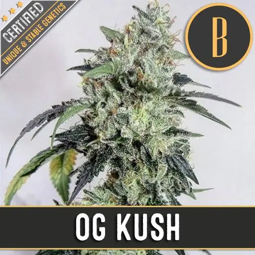 OG Kush เมล็ดพันธุ์กัญชา โฟโต้ เพศเมีย ค่าย Blimburnseeds