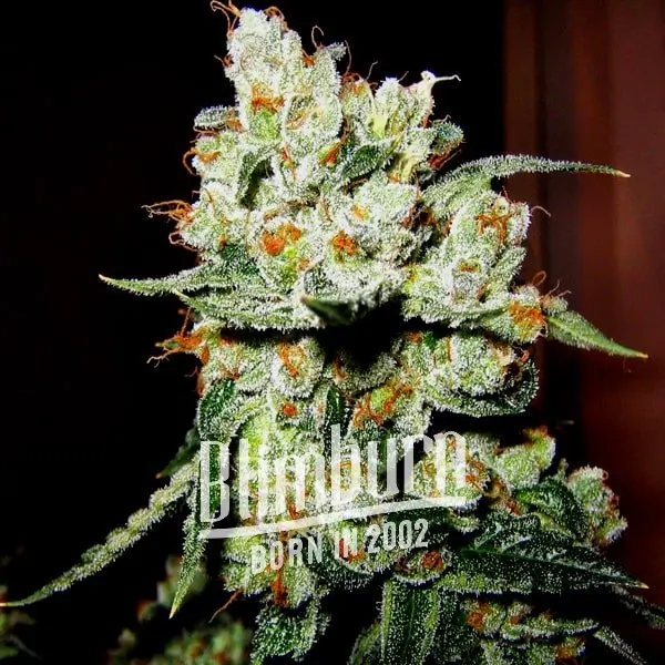 เมล็ดพันธุ์กัญชา https://blimburnseeds.com/wp-content/uploads/2021/11/OG_Kush_AUTO.webp