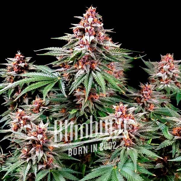 เมล็ดพันธุ์กัญชา https://blimburnseeds.com/wp-content/uploads/2022/06/Pink-Runtz-Auto.jpg