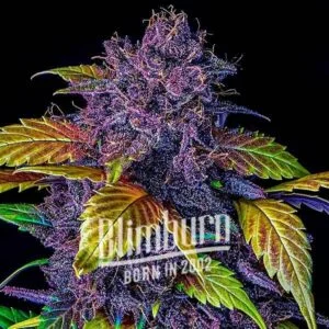 Purple Lemonade Auto เมล็ดพันธุ์กัญชา ออโต้ เพศเมีย ค่าย Blimburnseeds