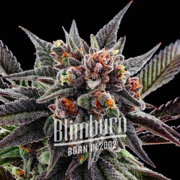 Purple Thai เมล็ดพันธุ์กัญชา โฟโต้ เพศเมีย ค่าย Blimburnseeds