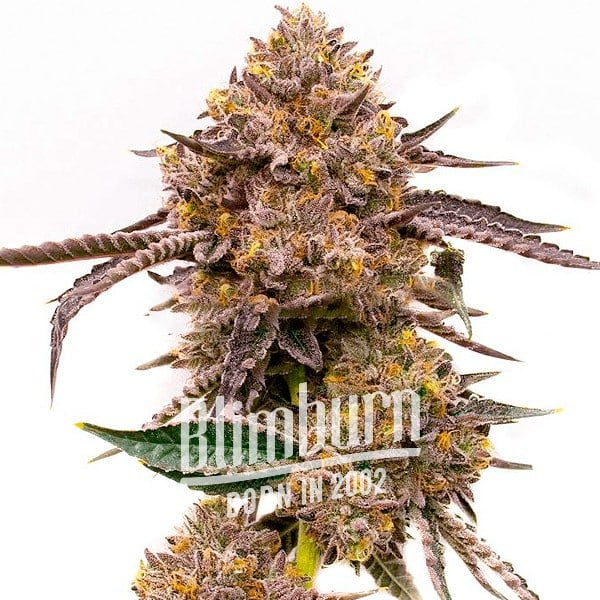 เมล็ดพันธุ์กัญชา https://blimburnseeds.com/wp-content/uploads/2021/11/Purple_Haze.jpg