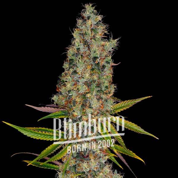 เมล็ดพันธุ์กัญชา https://blimburnseeds.com/wp-content/uploads/2022/06/Rainbow-Kush-Auto.jpg