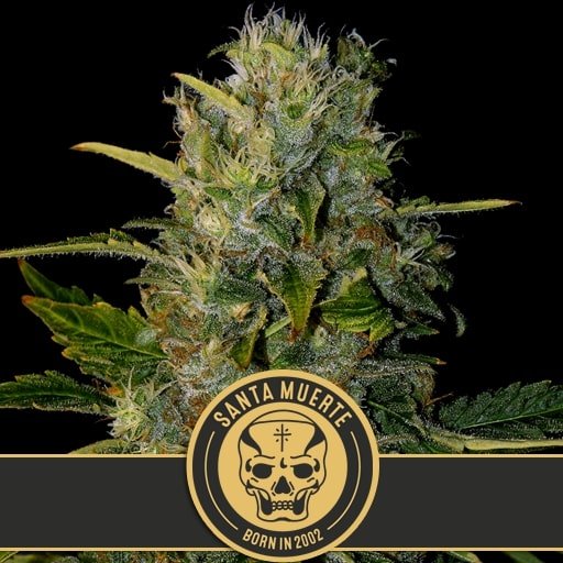 Santa Muerte เมล็ดพันธุ์กัญชา โฟโต้ เพศเมีย ค่าย Blimburnseeds